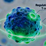 Regulatory T-Cells protecting human cells from autoimmune attack with FOXP3 highlighted, high-quality medical illustration, 2025 Nobel Prize medicine concept.